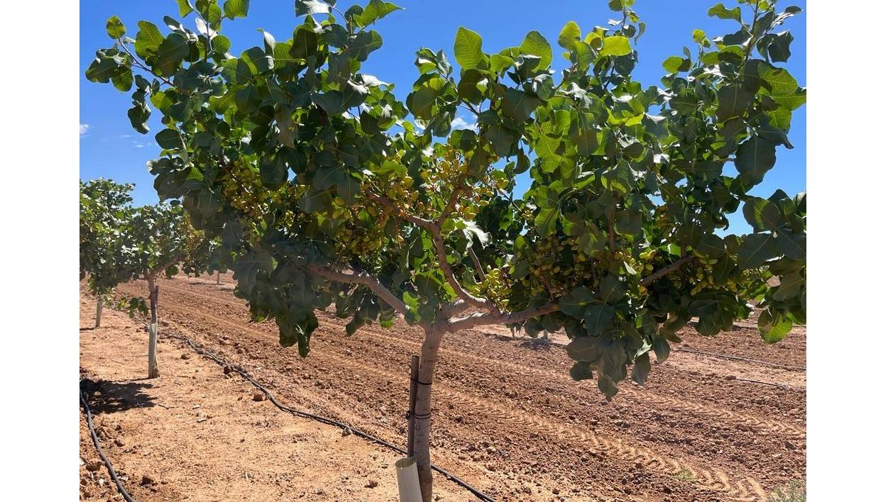 eurosemillas pistacho|444|999|4646|65363|576756|eurosemillas pistacho|eurosemillas pistacho|eurosemillas pistacho